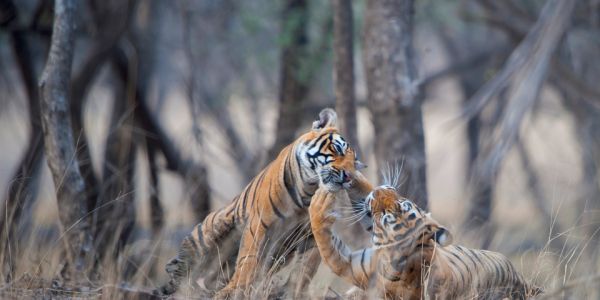 Wildlife Tours