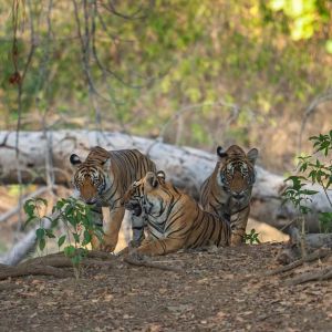 Ranthambore National Park