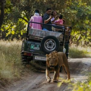 Gir National Park