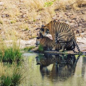 Bandhavgarh National Park