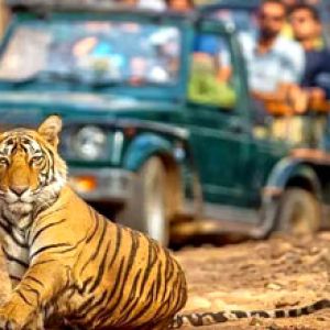 Panna National Park Tiger Safari