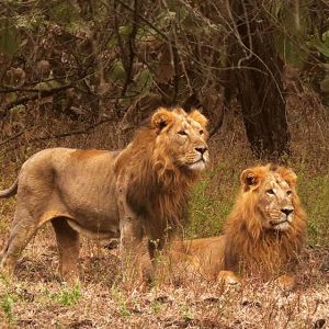 Gir National Park Lion Safari