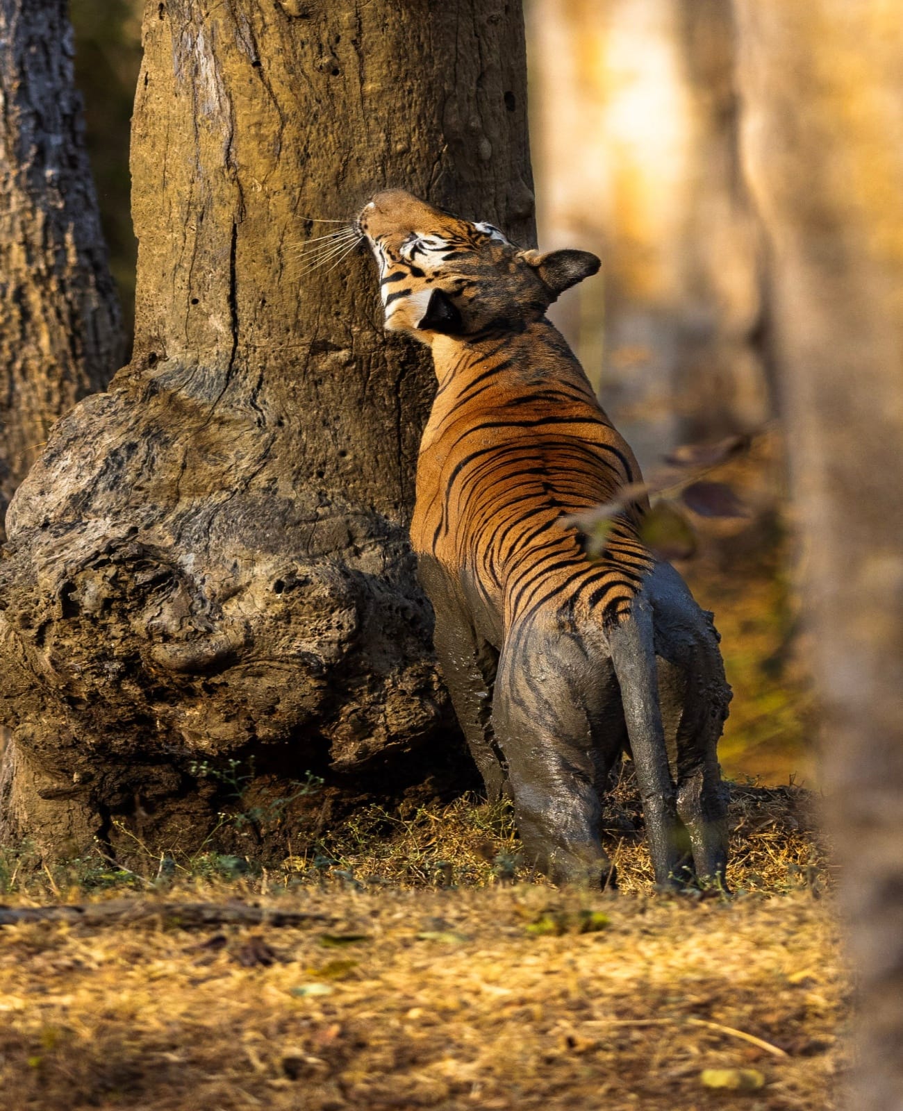 Golden Triangle Tour with Ranthambore 6 Nights 7 Days