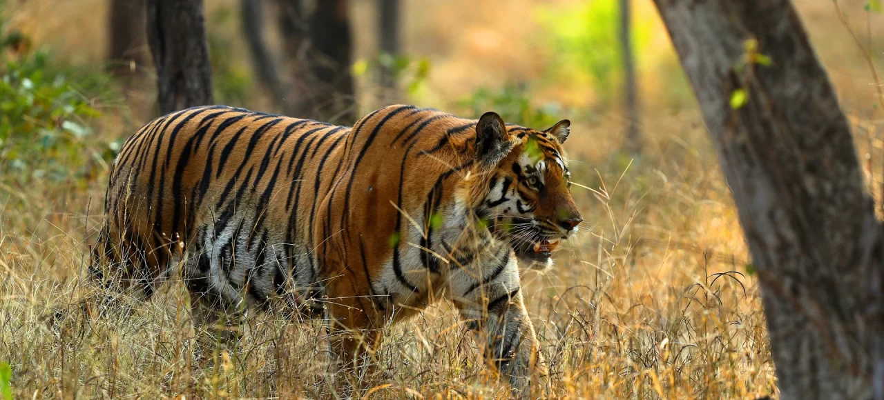 Ranthambore National Park
